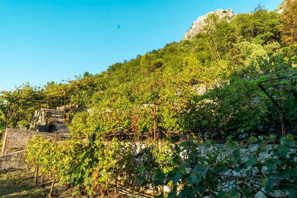 Villa Pavle'S Oasis Virpazar Esterno foto